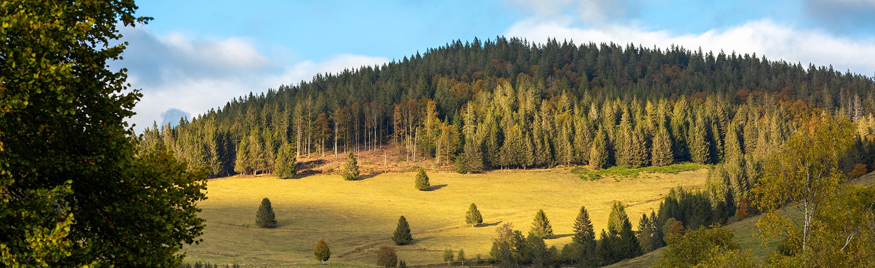 Region Südschwarzwald