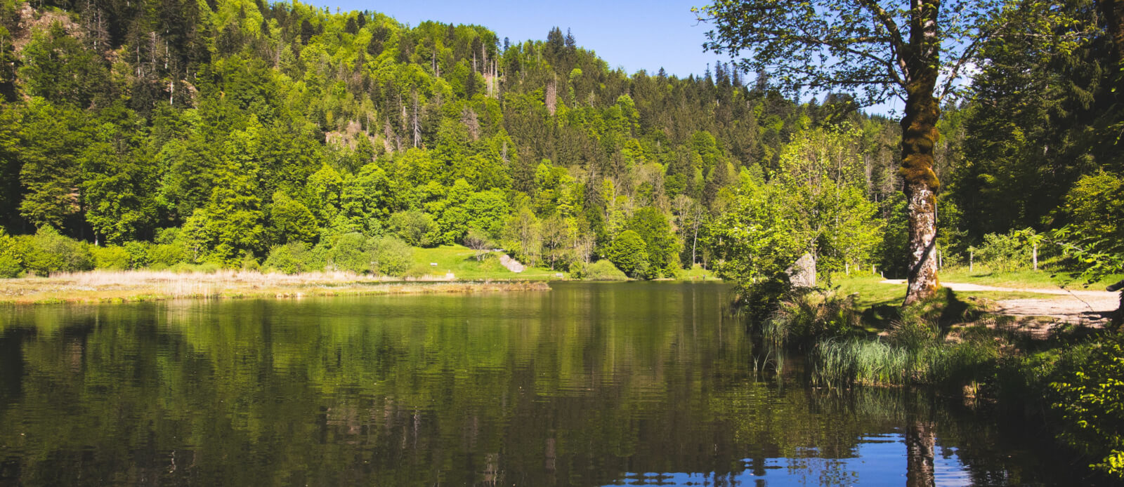 Schöner Waldsee im Schwarzwald